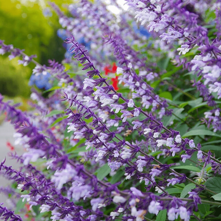 Des images de diff�rentes plantes